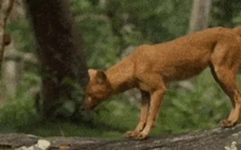 Các nỗ lực đang được tiến hành để bảo vệ môi trường sống và giảm xung đột với con người, nhằm bảo tồn chó hoang châu Á và duy trì sự cân bằng trong hệ sinh thái.