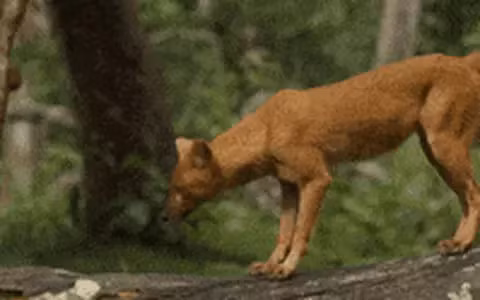 Các nỗ lực đang được tiến hành để bảo vệ môi trường sống và giảm xung đột với con người, nhằm bảo tồn chó hoang châu Á và duy trì sự cân bằng trong hệ sinh thái.