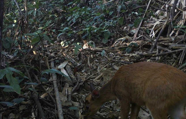 Hiện nay, Khu bảo tồn Pù Hu tiếp tục nghiên cứu về phân bố và đời sống của các loài Mang, đồng thời tăng cường tuyên truyền về bảo tồn loài Mang và lập kế hoạch quản lý tài nguyên rừng để bảo tồn nguồn gene động thực vật quý hiếm trong khu vực này.