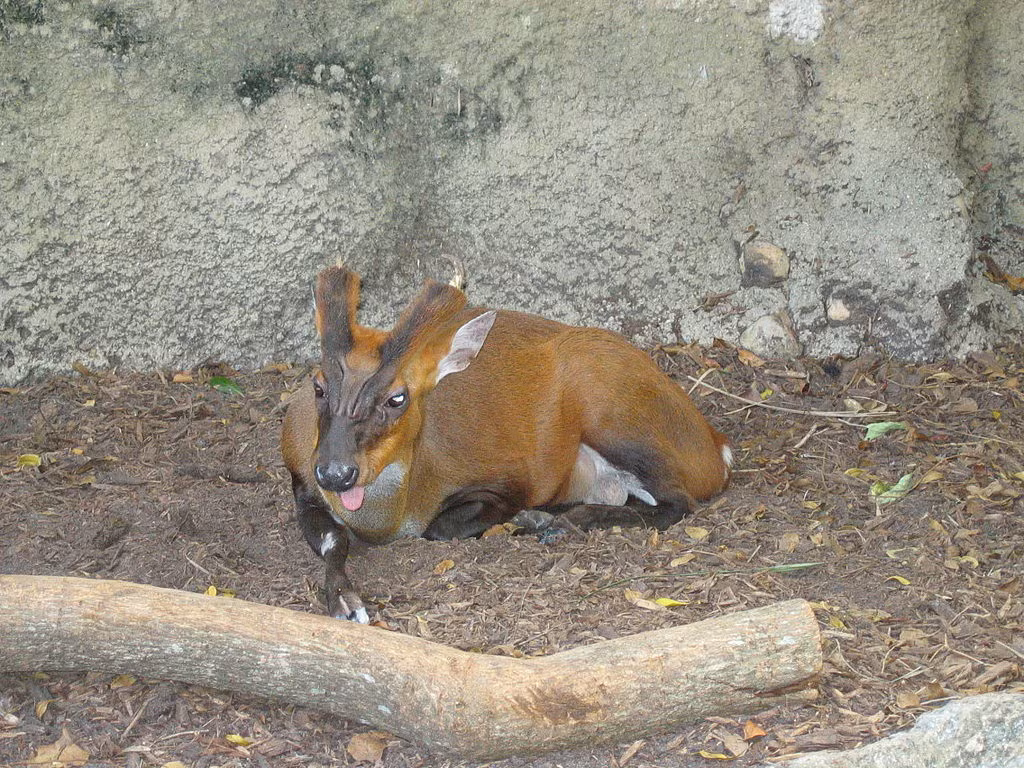 Các cá thể của hai loài này được tìm thấy sống trong khu bảo tồn Pù Hu, xa khu vực dân cư và đường mòn.
