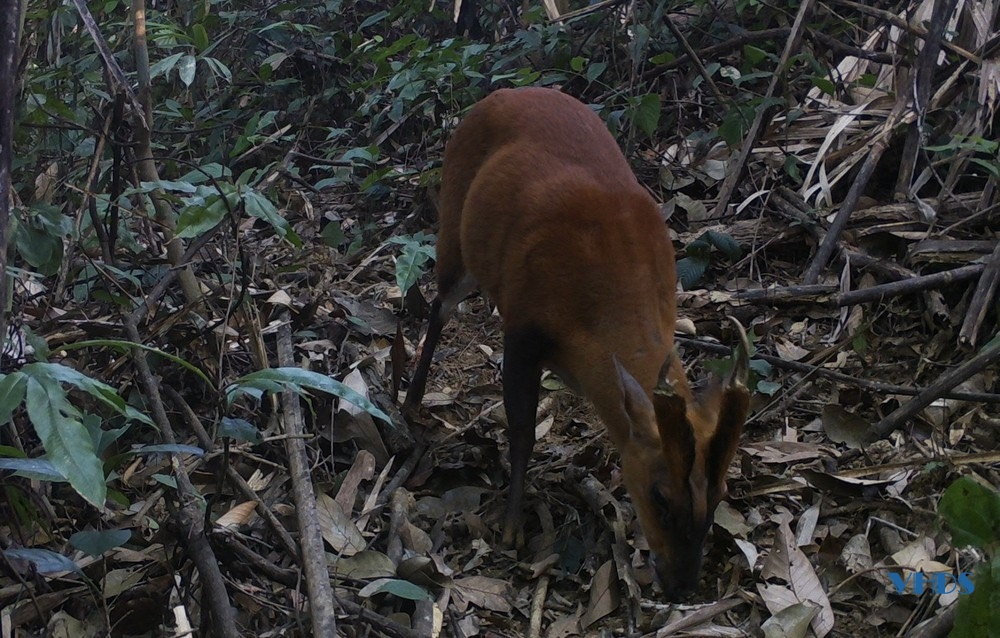 Trong quá trình điều tra, họ đã phát hiện hai loài Mang quý hiếm gặp là Mang hoẵng vó vàng (Muntiacus muntjak vaginalis) và Mang Lào (Muntiacus rooseveltorum).