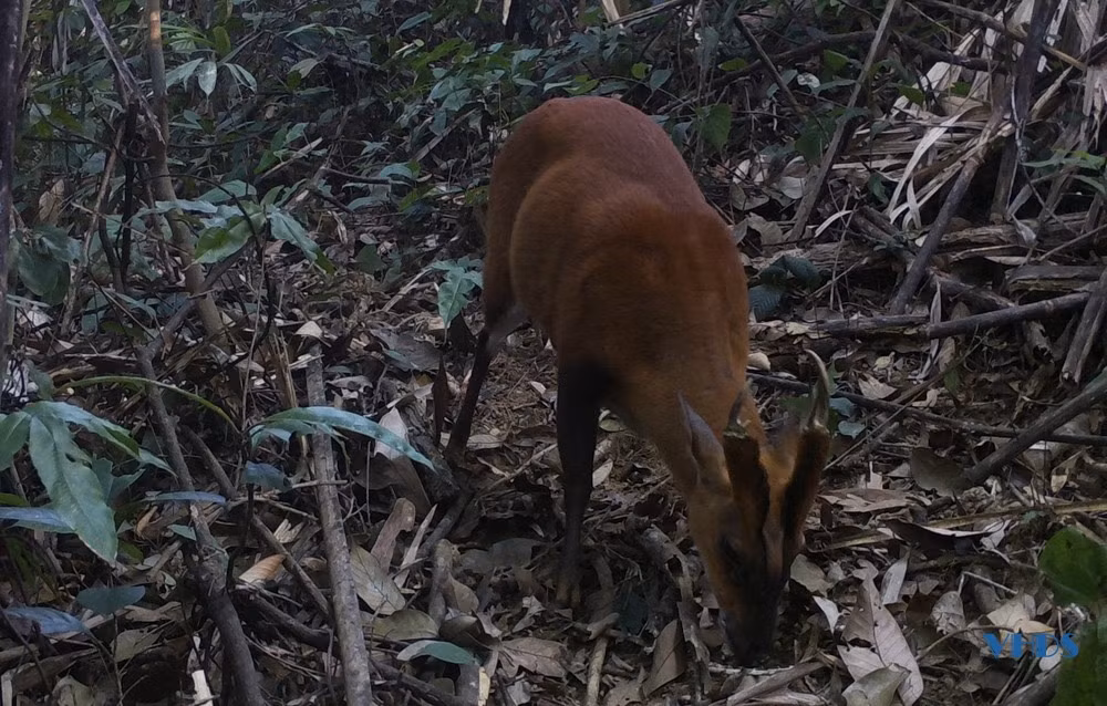 Trong quá trình điều tra, họ đã phát hiện hai loài Mang quý hiếm gặp là Mang hoẵng vó vàng (Muntiacus muntjak vaginalis) và Mang Lào (Muntiacus rooseveltorum).