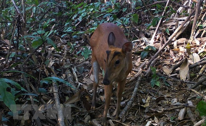 Loài Mang hoẵng vó vàng có chiều dài thân từ 80 - 130cm, trong khi loài Mang Lào có chiều cao vai khoảng 40cm, đặc biệt bởi các đặc điểm về sừng và bộ lông. (Ảnh: TTXVN)