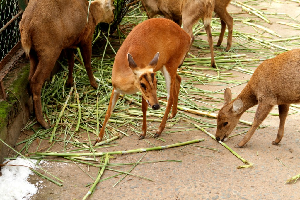 Các loài ngày nay còn sống có nguồn gốc nguyên thủy ở vùng Đông Nam Á cũng như ở Ấn Độ. Bản địa mển bao gồm cả vùng Hoa Nam, Đài Loan, và các hải đảo thuộc Indonesia.
