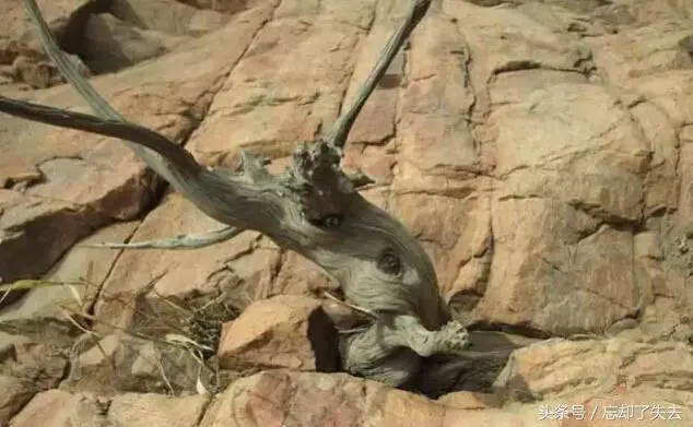 Sau khi nhận lời khuyên, ông đã báo cáo sự việc cho cảnh sát. Cơ quan chức năng đã xác định rằng đó là cây gỗ nhai bách - một loại gỗ cực kỳ quý hiếm. (Ảnh minh họa: Kknews.cc)