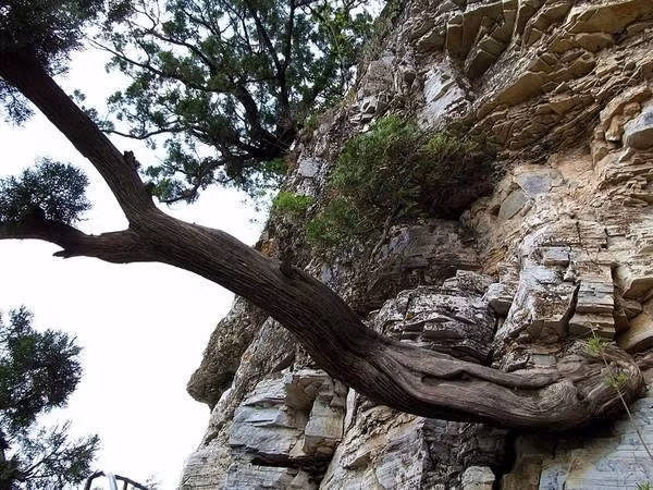 Cảnh sát không truy cứu lão nông và thậm chí tăng cường tuyên truyền về loài cây quý hiếm này để ngăn chặn các trường hợp khai thác trái phép.