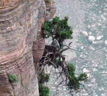 Việc khai thác trái phép gây nguy cơ tuyệt chủng cho loài cây này và vi phạm pháp luật của Trung Quốc.