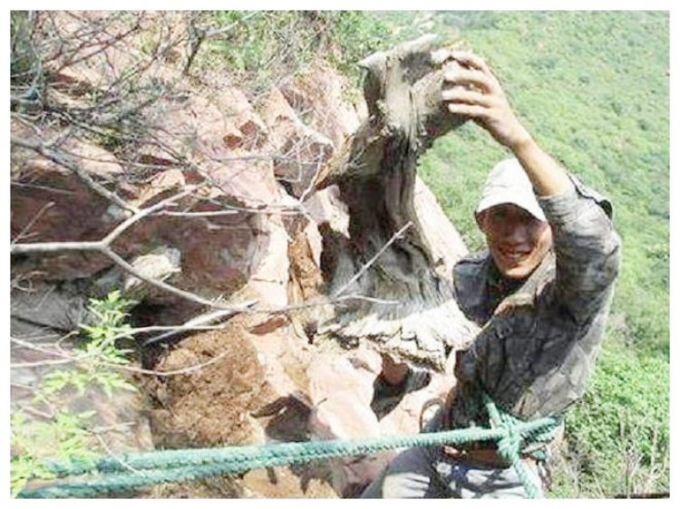 Cây nhai bách, với tên khoa học thuja sutchuenensis, là loài cây gỗ quý hiếm với hình dáng độc đáo và chất gỗ độc lạ.