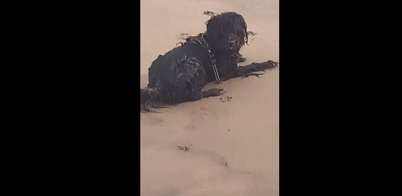 Tuy nhiên, sự thật đã được tiết lộ. Sinh vật kỳ lạ này thực chất là một chú chó có tên Lolita. Chú chó này có bộ lông dài màu đen, nó đã trông rất kỳ quái sau khi ra biển nghịch nước, làm cho người quay video hiểu lầm và nghĩ rằng đó là một thứ gì đó bí ẩn.