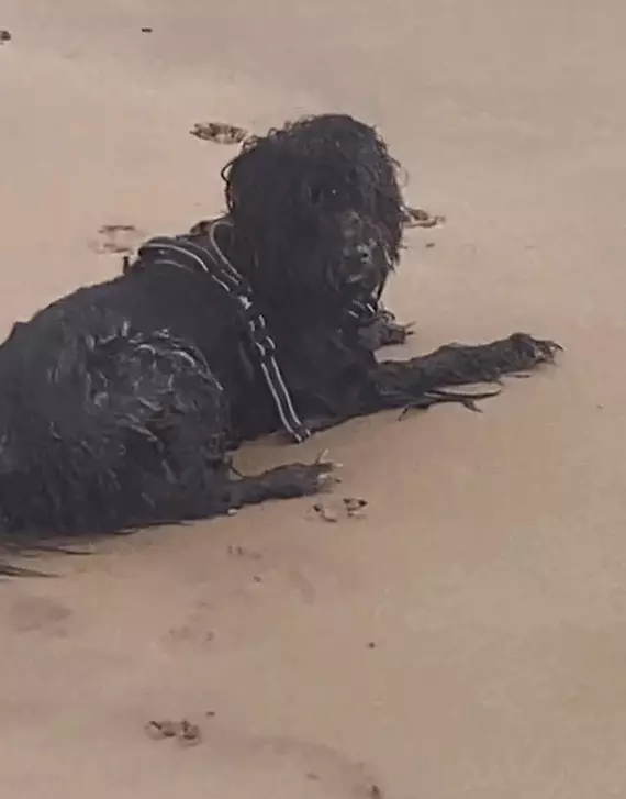 Dưới bài đăng, nhiều người để lại những bình luận thể hiện sự ngạc nhiên và hài hước về tình huống này, khi họ lầm tưởng rằng đó là một hiện tượng siêu nhiên thay vì một chú chó đáng yêu.