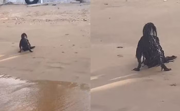 Video ghi lại một " người ngoài hành tinh đen" đang nằm bất động trên bãi biển. Sinh vật này có hình thù kỳ dị, màu đen, có vẻ đáng sợ, giống như sinh vật symbiote trong bộ phim "Venom".