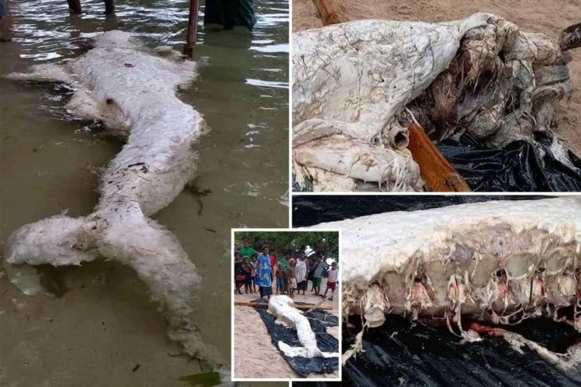 Không có thông tin cụ thể về kích thước và trọng lượng của sinh vật này, và không ai thu thập mẫu DNA, do đó, việc xác định chính xác loài của nó khá khó khăn.