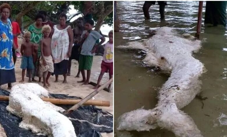 Dựa trên hình dáng, vị trí của chân và đốt sống lộ ra trong một số hình ảnh, các chuyên gia đã đưa ra các lý thuyết khác nhau về loại sinh vật này, nhưng câu trả lời vẫn chưa chắc chắn.