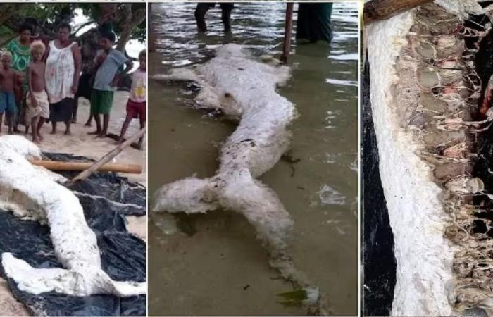 Có nhiều ý kiến khác nhau về nguồn gốc của xác sinh vật kỳ lạ này. Một số người cho rằng đó có thể là "globster", thuật ngữ dùng để mô tả những khối hữu cơ không xác định, thường được tìm thấy ở bãi biển trong tình trạng phân hủy.