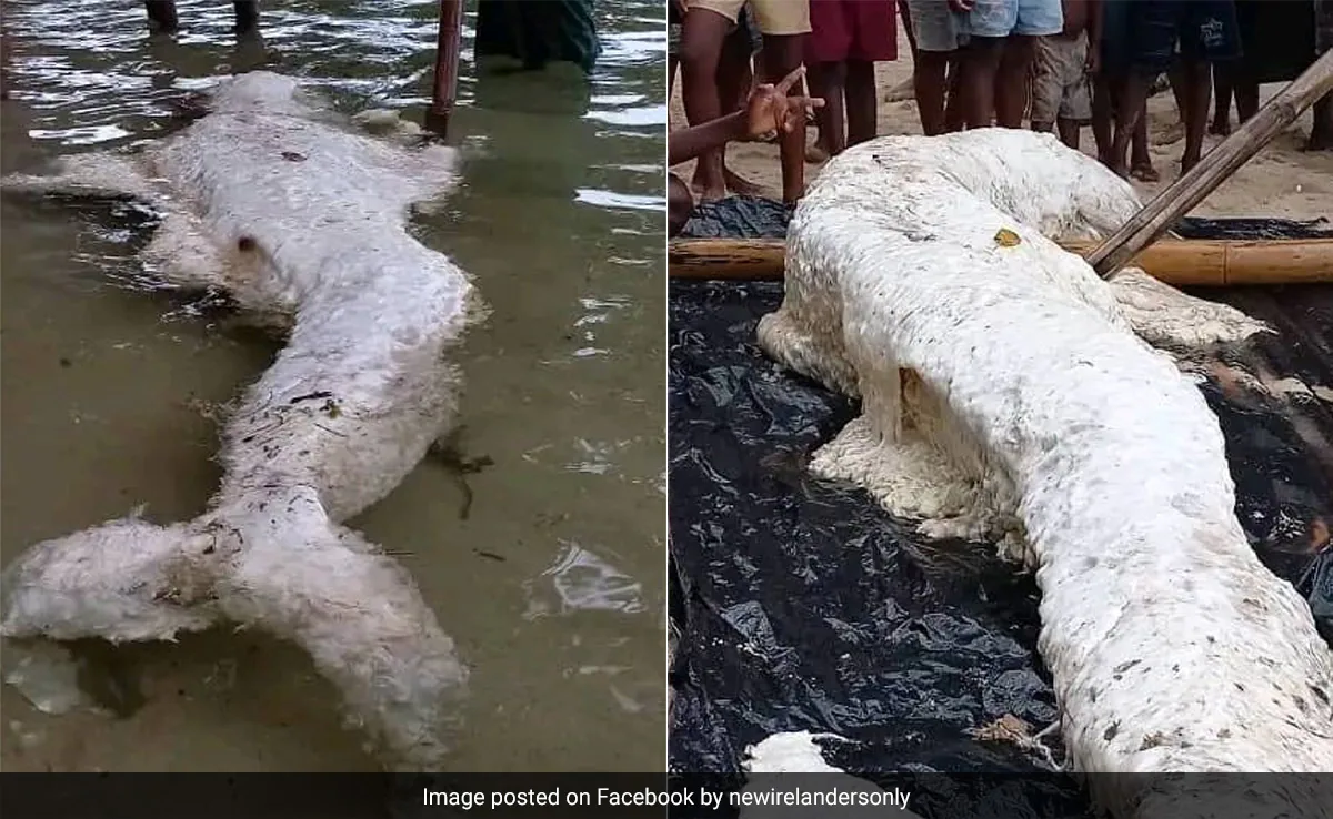 Xác của sinh vật kỳ lạ này gây hiếu kỳ và tò mò trong cộng đồng địa phương và trên mạng xã hội khi nó được chia sẻ qua nhiều bức ảnh.