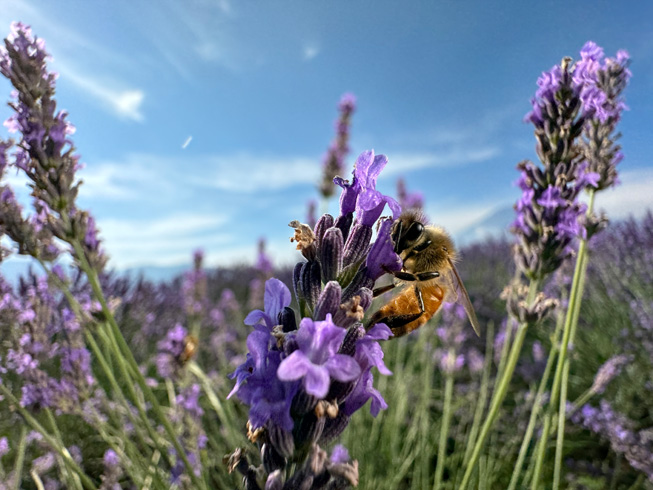 2. Thêm 7 tiêu cự: Camera iPhone 15 Pro Max được trang bị thêm 7 tiêu cự khác nhau từ Macro đến 120mm, cho phép chụp ảnh từ cự ly gần, vừa, rộng và siêu rộng, mang lại bức ảnh chất lượng, chi tiết và sống động hơn.