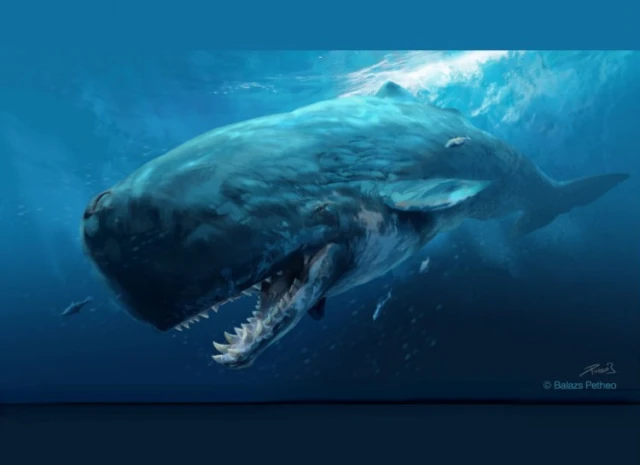 Có đầu to cứng cáp và lực cắn lớn, Livyatan melvillei là quái vật săn mồi hàng đầu và cạnh tranh với Megalodon.