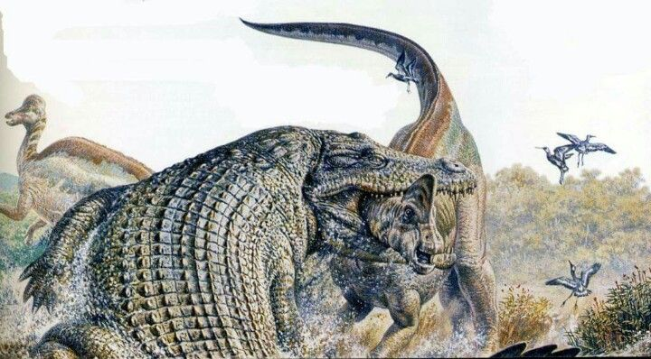 Có kích thước lớn và bộ hàm mạnh mẽ, săn mồi bằng cách vồ lấy con mồi và cắn mạnh.