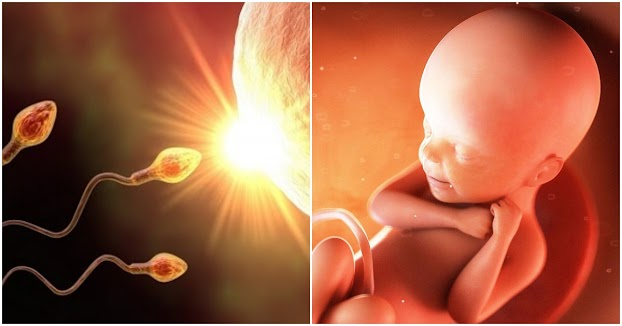 Bà dự đoán rằng sự tự nhiên mang thai sẽ sớm kết thúc và trẻ sơ sinh sẽ được nuôi dưỡng trong phòng thí nghiệm, với khả năng lựa chọn các đặc điểm của con cái như màu mắt và màu tóc.