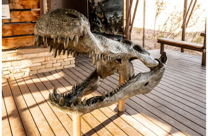 1. Deinosuchus: Deinosuchus là một loài cá sấu cổ đại với chiều dài gần 11 mét và cân nặng 2,5-5,5 tấn. Chúng sống cách đây hơn 75 triệu năm và được xem là quái vật săn mồi lớn nhất tại Bắc Mỹ trong thời kỷ Phấn Trắng. Có đề xuất rằng chúng có thể săn khủng long.