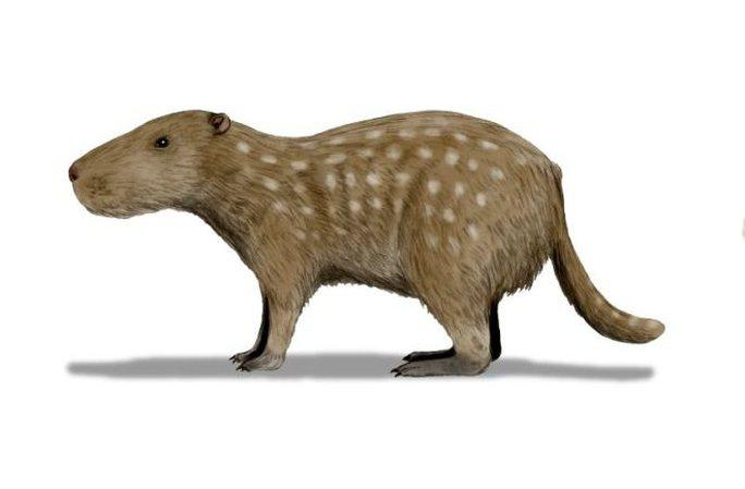 2. Josephoartigasia Monesi: Đây là loài chuột lang nước lớn nhất từng tồn tại với khối lượng trung bình lên đến 1,3 tấn. Chúng sống cách đây hơn 3 triệu năm tại Uruguay và được cho là ăn thực vật mềm.