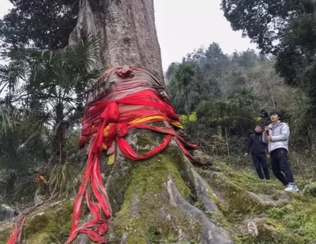 Cây này được coi là một biểu tượng của linh khí và truyền thống vì vậy khi lá của nó rụng, người dân thường không đốt mà đem về thờ cúng. Thậm chí, cây cổ thụ nam mộc được gọi như là "Mẹ" bởi những người dân địa phương.