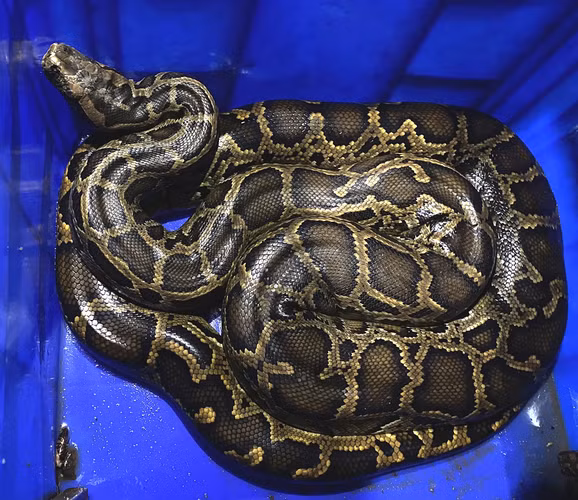 Chúng có kích thước lớn nhất trong số các loài trăn được phát hiện ở Việt Nam, với chiều dài trung bình từ 4 đến 6 mét (có trường hợp dài tới 8 mét) và trọng lượng hơn 100kg.