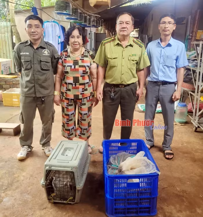 Hạt Kiểm lâm huyện Đồng Phú đã tiếp nhận 2 cá thể trăn đất quý hiếm. Hai cá thể này có trọng lượng 46kg và được nuôi từ nhỏ bởi gia đình bà Nguyễn Thị Loan ở ấp Thạch Màng, xã Tân Lợi, huyện Đồng Phú, tỉnh Bình Phước. (Ảnh: Báo Bình Phước)