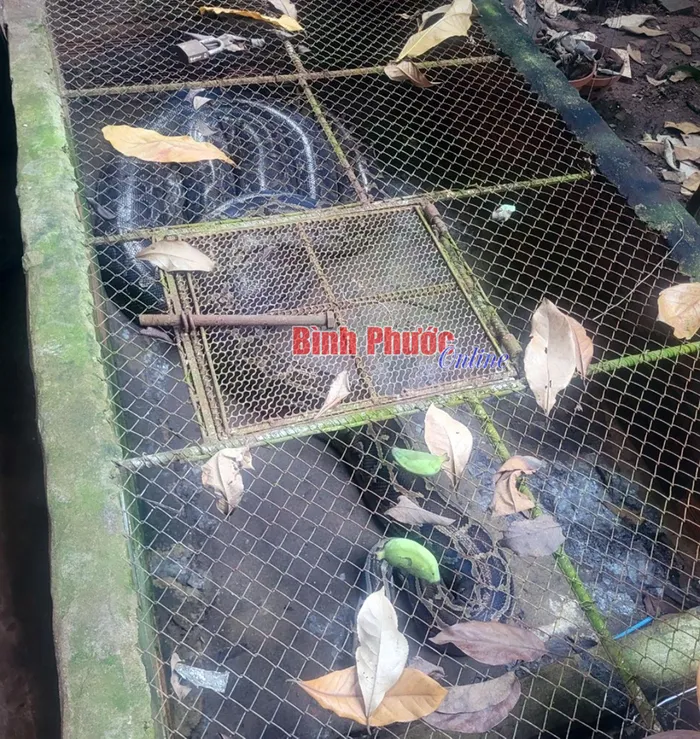Sau khi được cán bộ Hạt Kiểm lâm huyện Đồng Phú tuyên truyền và vận động, gia đình bà Loan đã tự nguyện giao nộp chúng. Các chuyên gia sẽ nuôi dưỡng và chăm sóc hai cá thể trăn đất này, sau đó thực hiện các thủ tục pháp lý để thả chúng trở lại môi trường tự nhiên theo quy định. (Ảnh: Báo Bình Phước)