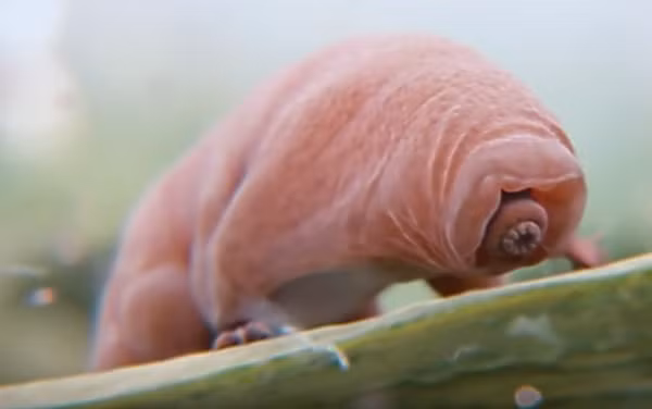 Tardigrades đã làm cho những nhà khoa học và người quan sát phải kinh ngạc bởi khả năng thích nghi và chịu đựng của chúng trong môi trường khắc nghiệt.