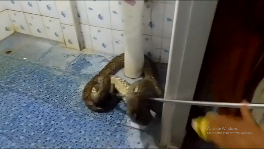 Cô hoảng sợ và bỏ chạy ra phòng khách, đóng cửa lại và gọi đội cứu hộ động vật địa phương đến giúp đỡ.