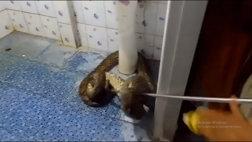 Cô hoảng sợ và bỏ chạy ra phòng khách, đóng cửa lại và gọi đội cứu hộ động vật địa phương đến giúp đỡ.