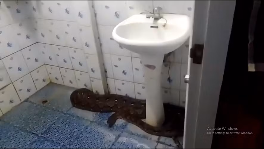 Con trăn này xâm nhập nhà của Ruangthong Ruenkaew khi cô đang xem TV, khi đi vào phòng tắm, cô đã nhìn thấy "quái thú" đang lao về phía cô.