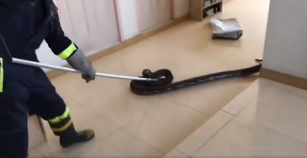 Con trăn không mang nọc độc, phân bố chủ yếu ở châu Á, châu Phi và Australia. Thức ăn của trăn rất đa dạng, từ chuột, mèo đến động vật có vú lớn hơn như hươu, linh dương và các loài chim.