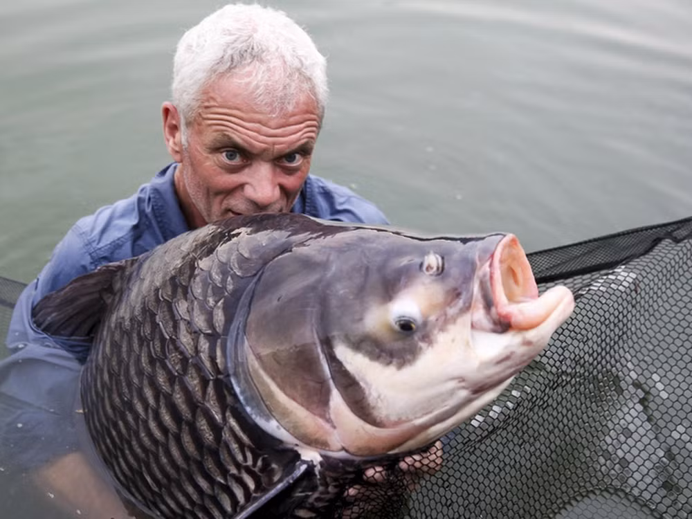 3. Cá hô (Catlocarpio siamensis) là loài lớn nhất trong họ Chép và sống ở các sông Đông Nam Á như sông Mê Kông, sông Chao Phraya... Từng có con cá hô nặng gần 600 kg và dài hơn 3 mét.