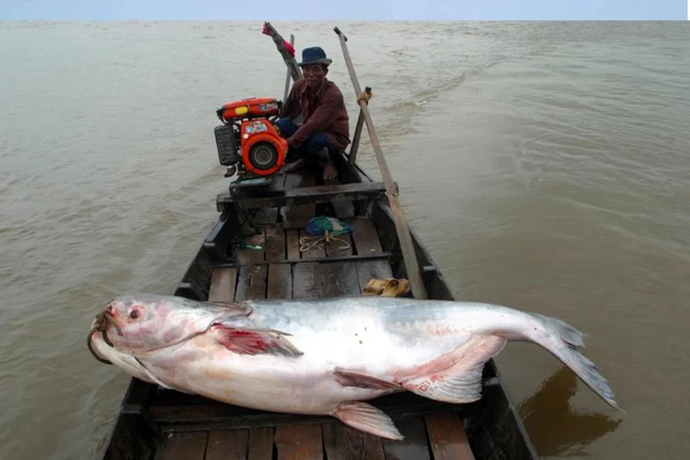 2. Cá tra dầu (Pangasianodon gigas) cũng là một loài cá nước ngọt lớn, với kích thước và trọng lượng tương tự như cá vồ cờ.