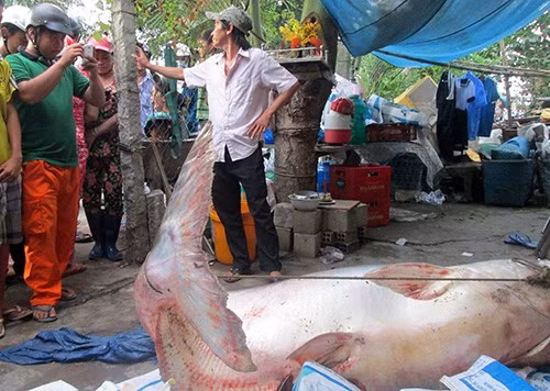 Loài này được xếp vào danh sách động vật nguy cấp với nguy cơ tuyệt chủng rất cao.