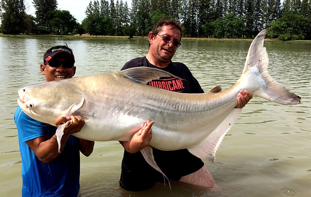 1. Cá vồ cờ (Pangaius sannitwongsei) là một loài cá nước ngọt khổng lồ, có thể dài tới 3 mét và nặng 300 kg. Tên gọi này xuất phát từ đặc điểm vây trên lưng của cá giống như một ngọn cờ, chúng thường rất hung hãn.