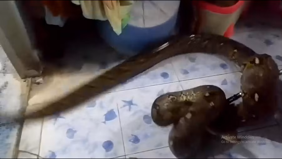 Người phụ nữ cho biết cô sốc khi thấy một con trăn khổng lồ như vậy trong nhà mình và cô nghĩ rằng trăn muốn có nhà của cô cho riêng nó.