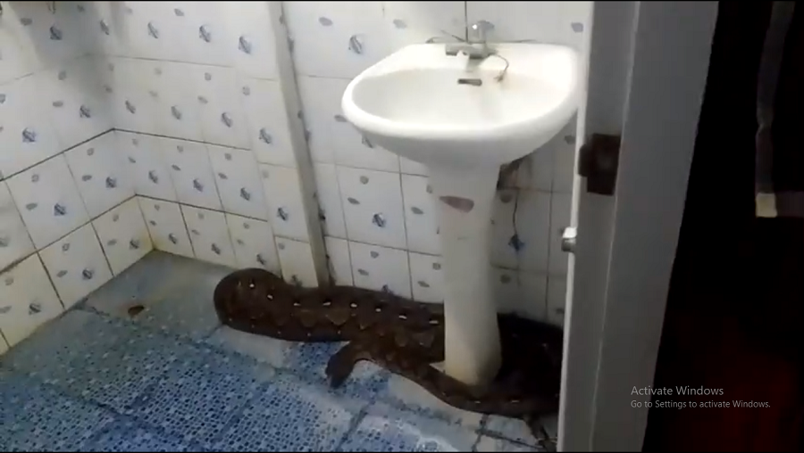 Con trăn này xâm nhập nhà của Ruangthong Ruenkaew khi cô đang xem TV, khi đi vào phòng tắm, cô đã nhìn thấy " quái thú" đang lao về phía cô.