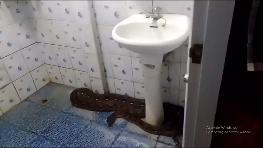 Con trăn này xâm nhập nhà của Ruangthong Ruenkaew khi cô đang xem TV, khi đi vào phòng tắm, cô đã nhìn thấy " quái thú" đang lao về phía cô.