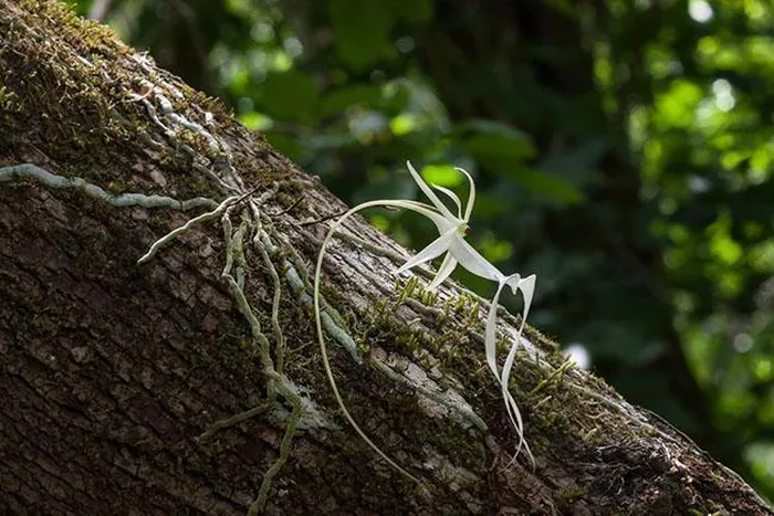 Loài hoa hiếm bậc nhất thế giới có hoa màu trắng kiêu sa, dáng hình thanh mảnh và có mùi hương thơm ngào ngạt. Nó cũng được gọi là "dạ lan hương".