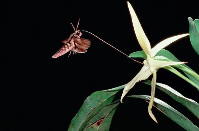 Trong suốt nhiều năm, việc tìm ra loài bướm nào có thể thụ phấn cho phong lan ma là một thách thức lớn và đã được nhiều nhà khoa học nghiên cứu.