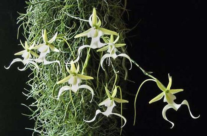 "Phong lan ma" (Dendrophylax lindenii) là một loài hoa lan cực kỳ quý hiếm, chỉ có khoảng 3.000 cây trên toàn thế giới.