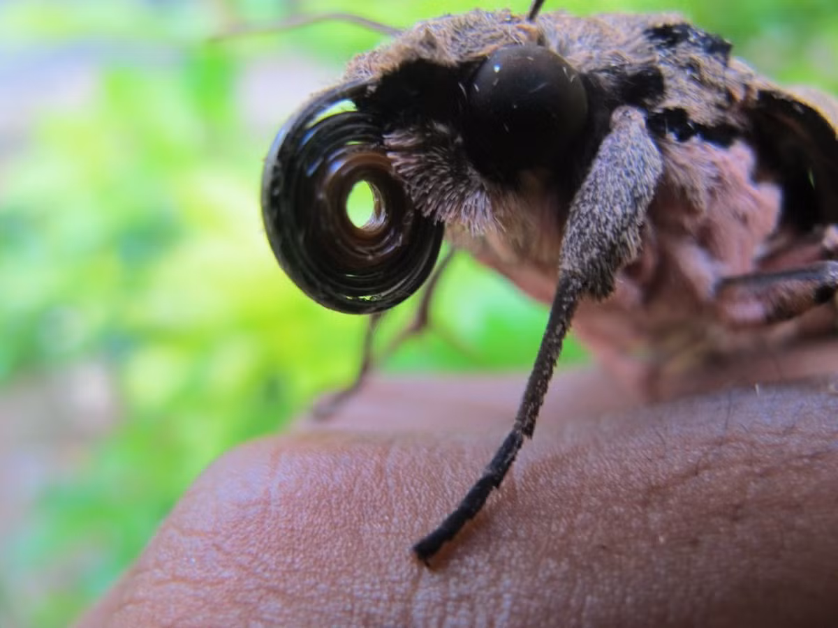 Việc tìm ra các loài bướm đêm thụ phấn cho phong lan ma đã giúp hiểu rõ hơn về sự phát triển và sinh sản của loài này.