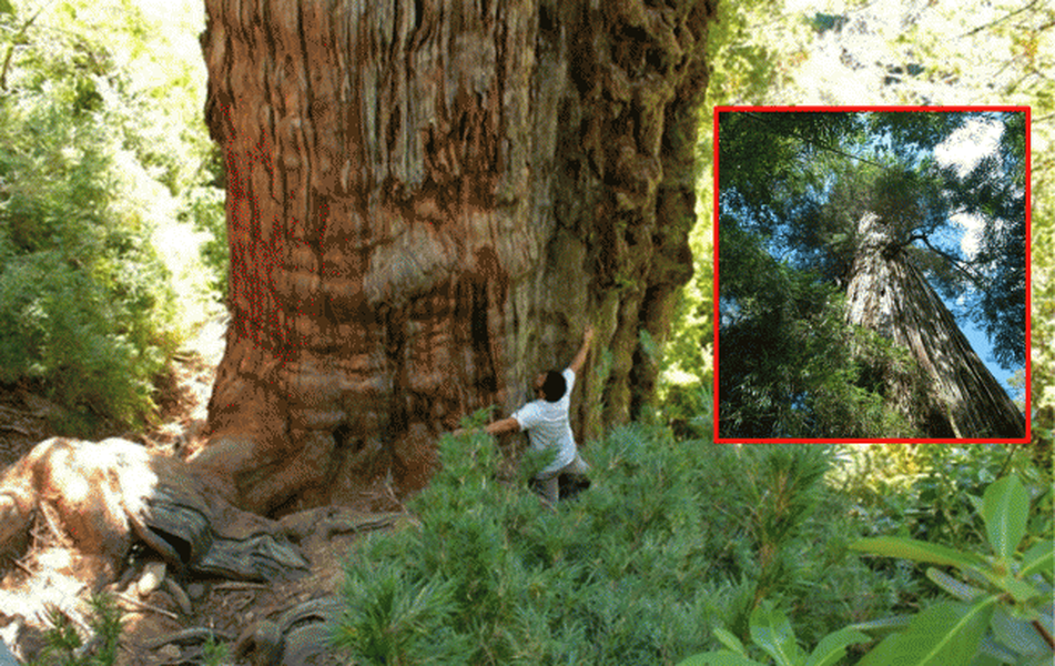 Thân cây Gran Abuelo có đường kính hơn 4 mét
