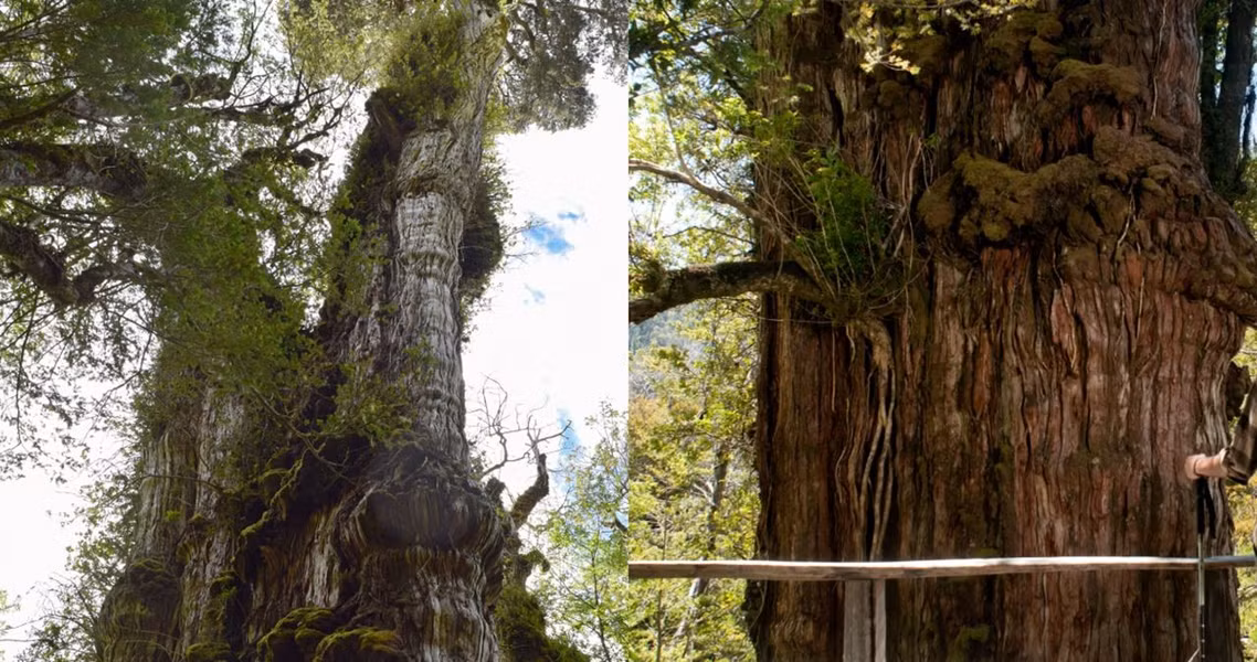Gran Abuelo là một loại cây hạt trần thuộc họ Bách có tên khoa học là Fitzroya cupressoides.