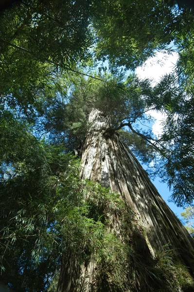 Cây cổ thụ nhiều tuổi nhất còn sống trên thế giới.