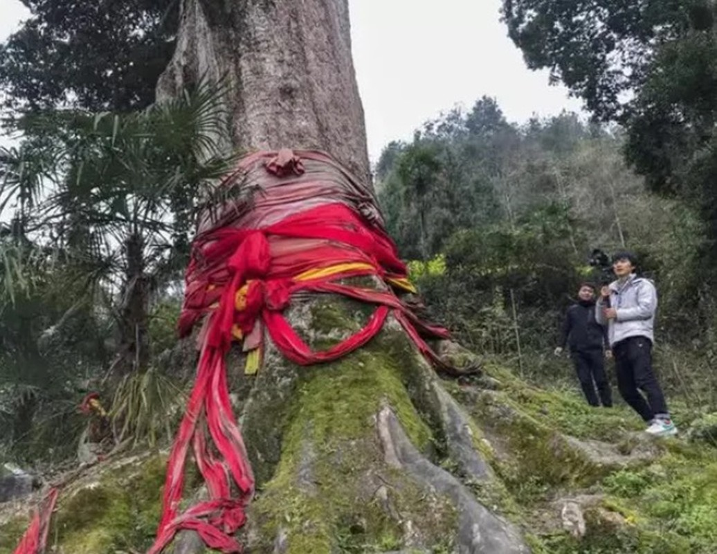 Gỗ Kim tơ nam mộc có màu sắc vàng óng ánh nổi bật. Sau khi được đánh bóng bề mặt, vân gỗ chiếu dưới ánh nắng hiện lên như những sợi tơ vàng óng ánh, lấp lánh. Thêm nữa, loại gỗ này có mùi thơm dịu nhẹ, không thấm nước, không bị mối mọt và không mục ruỗng.