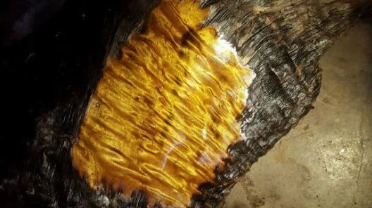 Cảnh sát đã ập đến để kiểm duyệt, các chuyên gia được mời đến để thẩm định. Kết quả, khúc gỗ này được xác định là Kim tơ nam mộc vàng, một loại gỗ cực kỳ quý hiếm ở Trung Quốc có giá trị cao trên thị trường, có thể trị giá hàng chục đến hàng trăm triệu NDT (tương đương hàng chục đến hàng trăm tỷ đồng).